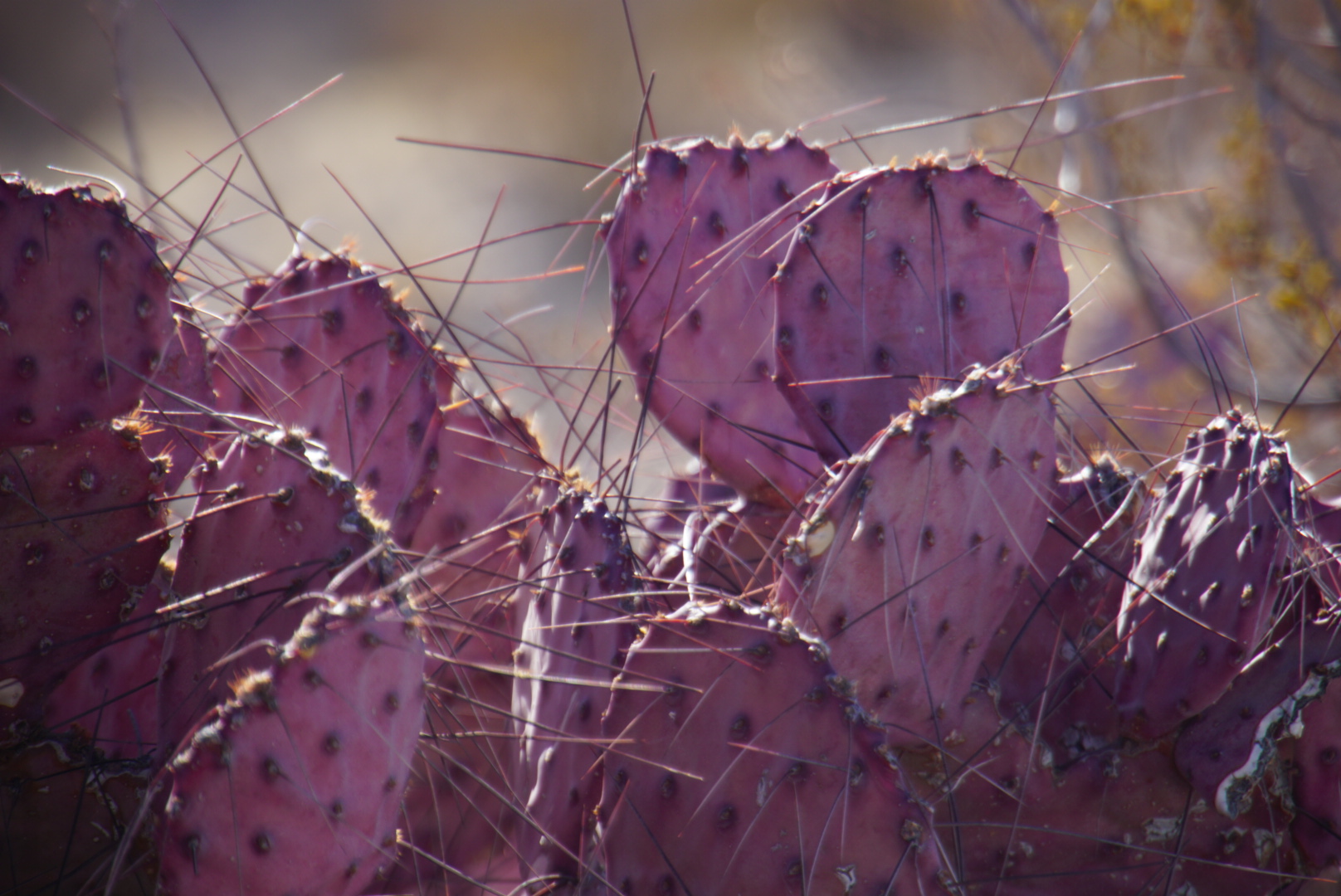 Pink Cactus - violet pricklypear